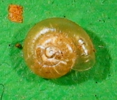 Aegopinella pura (Alder, 1830)